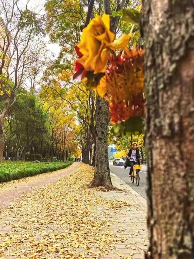 别错过，用Citywalk感受落叶的浪漫→