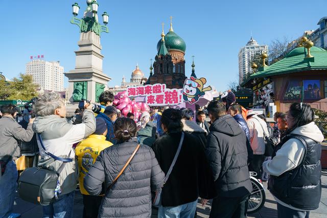 全城偶遇！哈尔滨被“淘学企鹅”小分队占领啦！