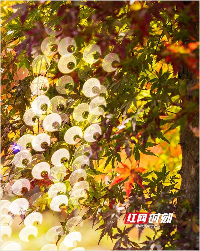 潘华摄影作品：漫步永州蓝山谷 邂逅湘江源头的层林尽染