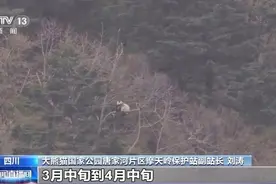 我国大熊猫种群数量稳定增加 “熊丁兴旺”的背后原因有哪些图片