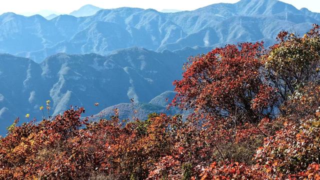 漫山红叶盛如火！这座山还可以远眺北京城