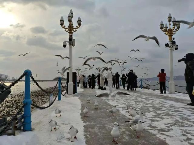 雪后青岛，限定美景上线~