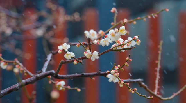 市中心赏梅季到了，免费打卡200余株梅花！这条路线打包冬日惊喜→