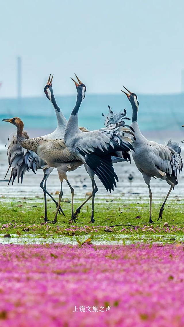 粉紫花海正上演“限定童话”，花期即将结束！