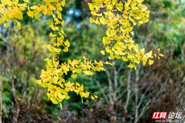 岁暖时刻丨湘府公园银杏季：看叶、玩耍、晒太阳，长沙人的欢乐场