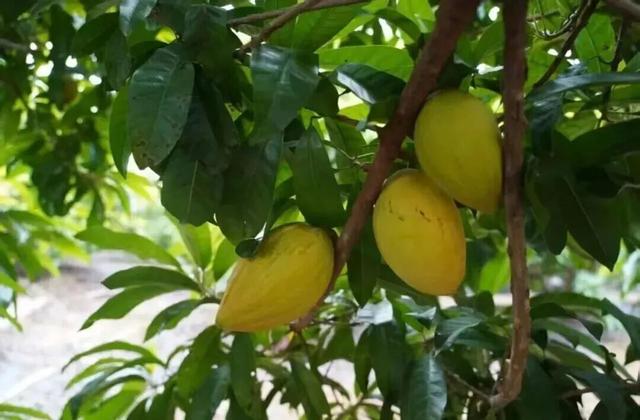 南宁就是冬日旅游天花板！摘果+跑马+演唱会+美景打卡，带你玩转“水果自由”之旅