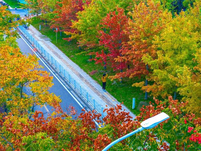 武昌街头层林尽染，如一幅古城油画等您来欣赏