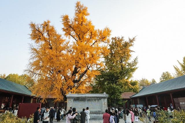 临沂：古银杏树叠翠流金