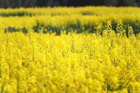 组图｜油菜花田绘春景 轮耕模式助农富图片