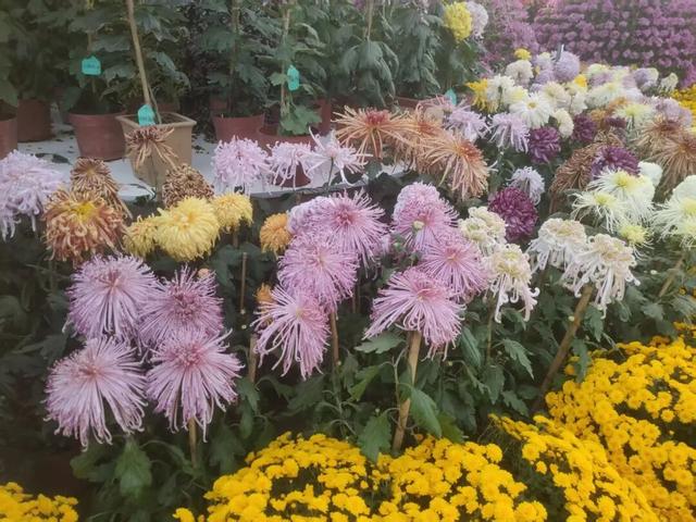 桂林这个地方的菊花展美爆了！