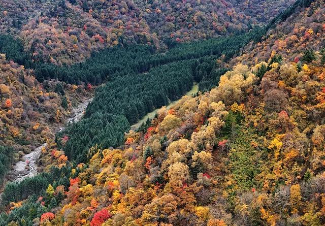 青睐绵阳 ‖ 红透了！周末去平武，沿着“百里彩林走廊”看一场雪山彩林“大片”~
