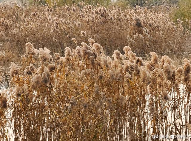 湿地片片芦花开，寒风阵阵景色美