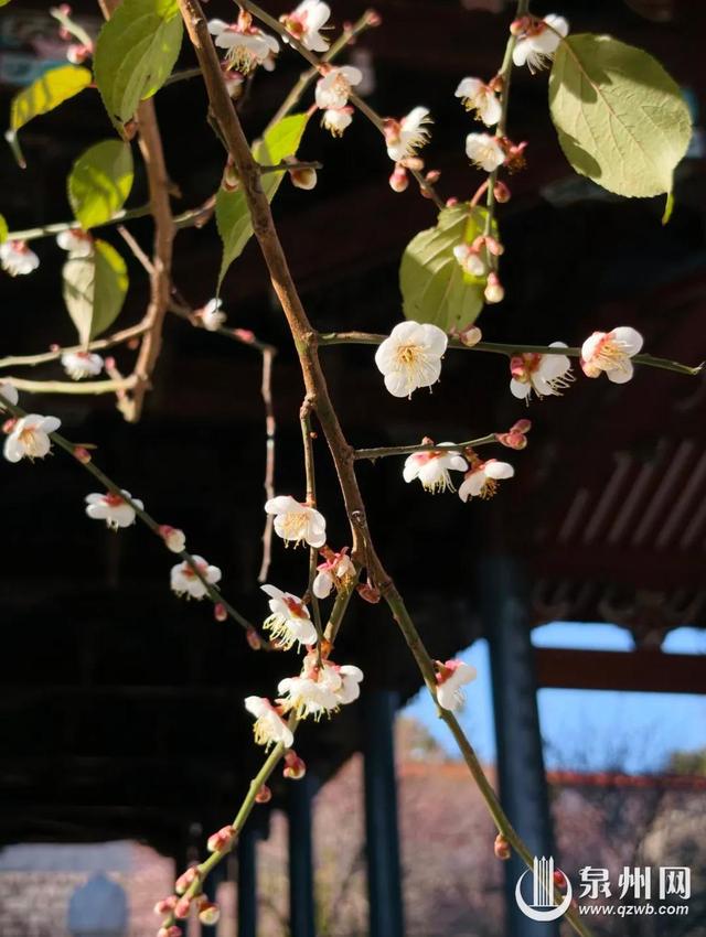 泉州的冬天依然有浪漫花海上线 “冬半如春暖，疏花满路开”