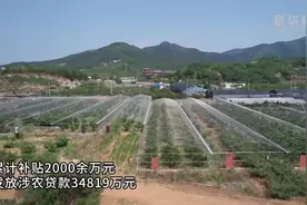 山东烟台：11万亩大樱桃陆续进入收获期图片