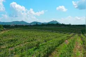 百香果界的“新贵”上市，新洲“钦蜜9号”卖出好价钱图片