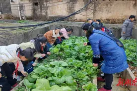 翠色欲流， 这所学校的劳动实践基地蔬菜丰收啦！图片