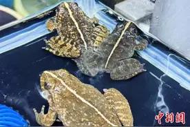 （乡村行·看振兴）“蛙声”一片说共富 浙江遂昌石蛙养殖开拓强村之路图片