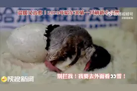 温暖又治愈！2023年哈尔滨第一只萌新小企鹅图片