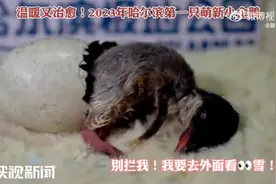 温暖又治愈！2023年哈尔滨第一只萌新小企鹅图片