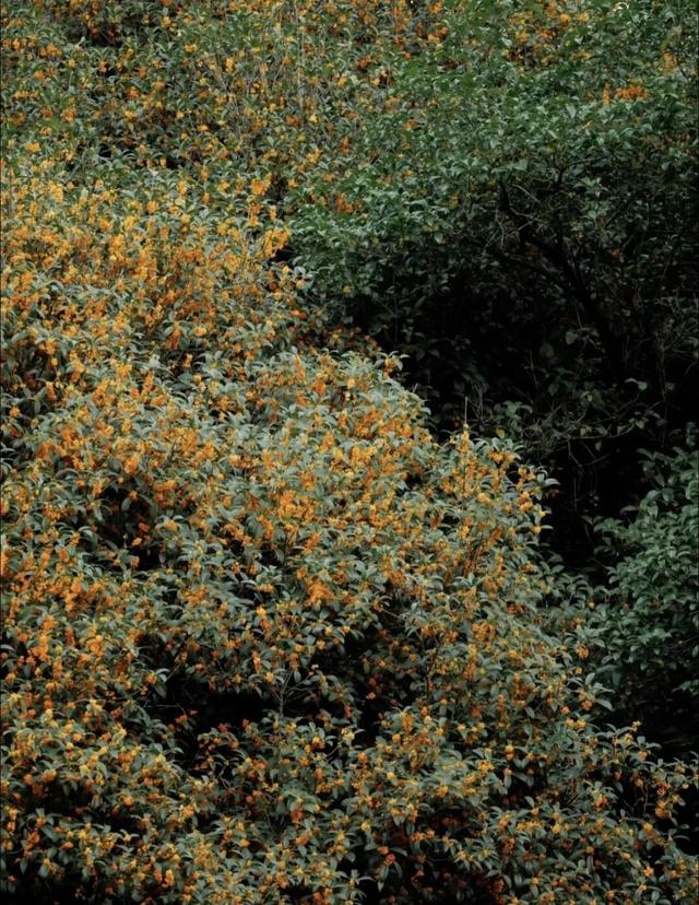 你闻到了吗？福州这些地方好香！