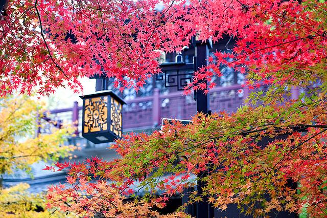 南京的秋，是“西红柿炒蛋”味的！