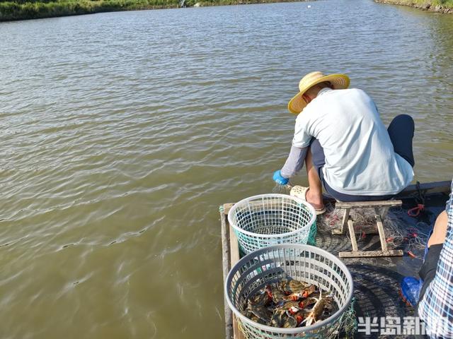 青岛即墨万亩梭子蟹大规模开捕