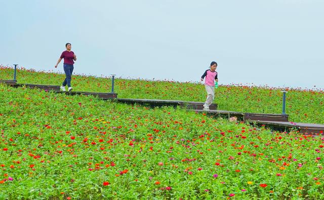 巢湖庙岗：百亩花海绽放秋日浪漫