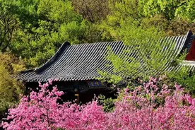 花开泰安丨泰山桃花源 春意正阑珊图片