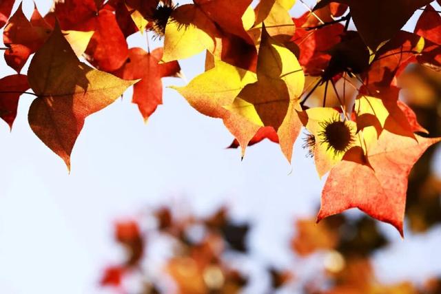 全国第二，南京栖霞山！