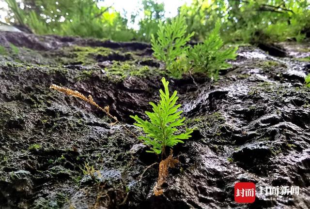 还魂草“复活”、崖柏成林、阳鱼穿溪！巴山大峡谷藏了多少宝藏？ | 创5A·巴山大峡谷更好玩