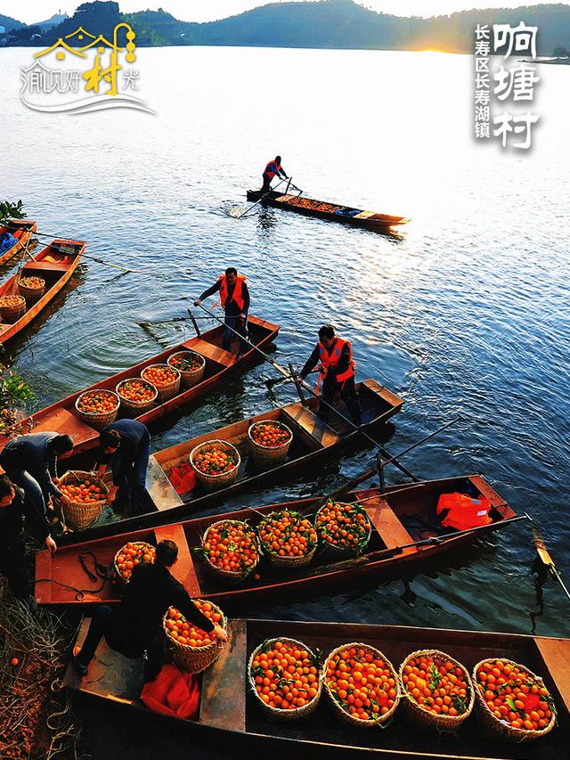 渝见好“村”光 | 长寿响塘村：“橙”香满园，湖光潋滟醉冬日