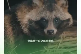 今天，微信里会“发现”一些野生小可爱图片