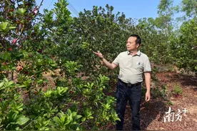 电白马踏“数字镇长”将上岗 科技赋能智慧农业路图片