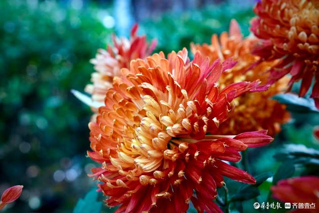 初冬暖意融融，快来趵突泉看菊花展