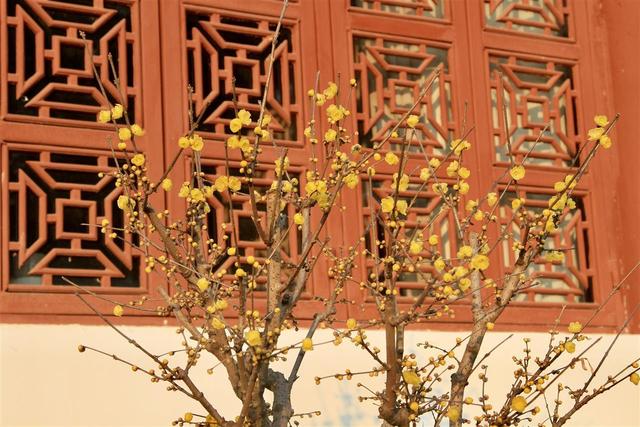 武汉东湖梅园将于元旦开园，名字含“梅”游客免费