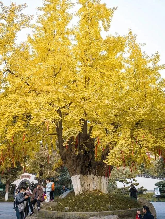 金灿灿！成都人的“顶流”上线，错过等一年！