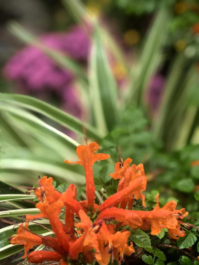 晚潮｜郭庄听雨