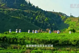 一带一路·中国故事｜一盏六堡茶，万里亦为邻图片