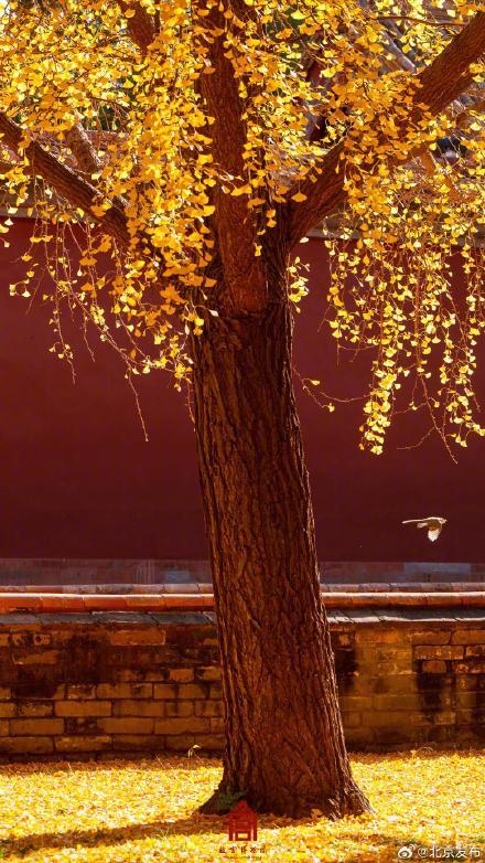 转发收藏！故宫初冬鎏金壁纸上新了 第8张