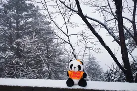 下雪啦！大假第一天在初夏的西岭看冬雪飞舞图片