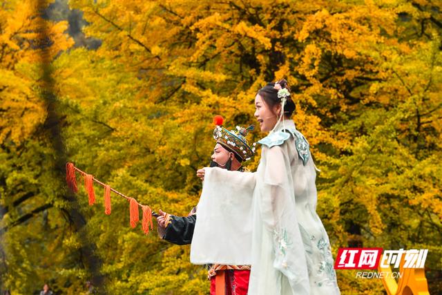 银杏树下开唱、足球场外快闪 桐子坳的秋为何让人们着迷？