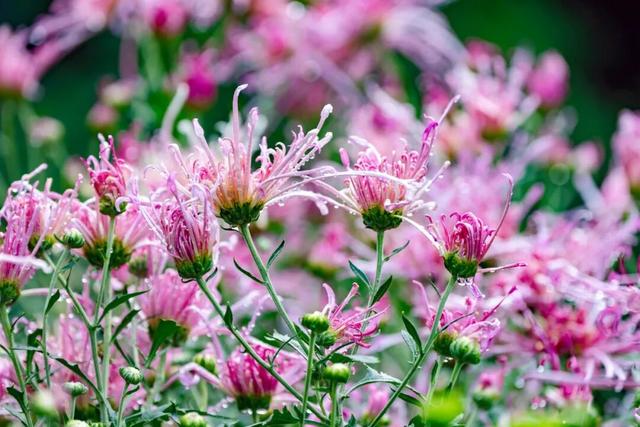 乐山这里的菊花即将迎来盛花期，足足有50多种，约吗？