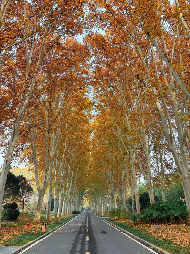 提前预约！郑州黄河迎宾馆初冬美景上线
