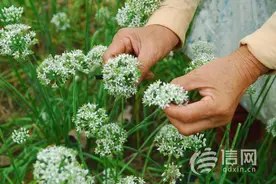即墨区千亩韭菜迎来盛花期 农民抢抓农时忙采摘图片