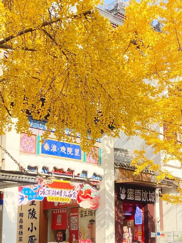 “西红柿炒蛋树”排队？快来秦淮开启“金黄时刻”！