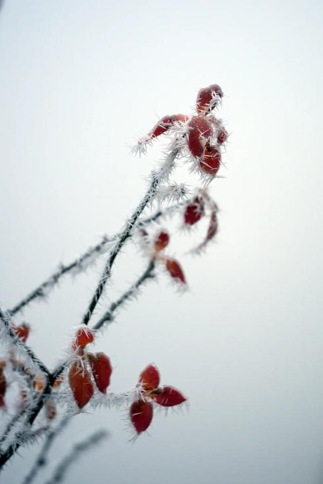 冬日限定！贵州的雾凇秘境藏不住了