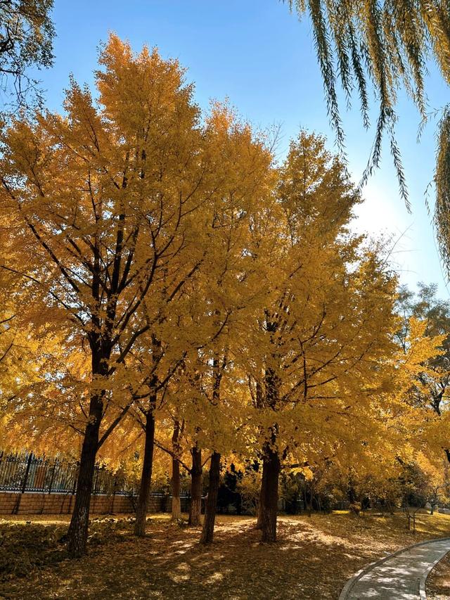 不必扎堆地坛公园！东城区赏秋攻略，一图收藏