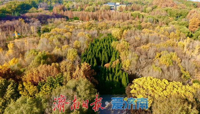 一年四季 泉在济南丨银杏洒金秋意浓 公园变身“天然影棚”