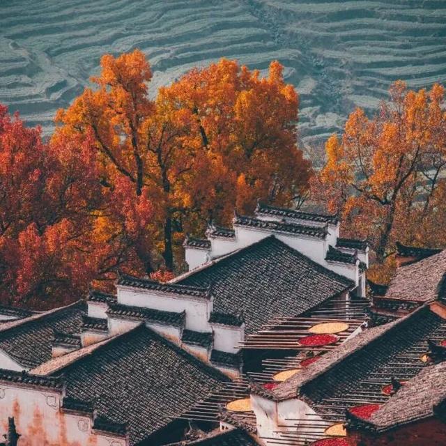 江西秋日自驾天花板，这几条公路带你驶入最美秋色！