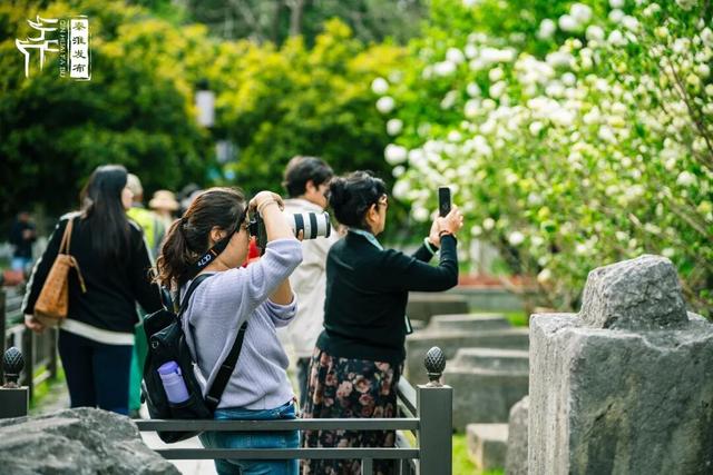 花样秦淮｜绣球花开